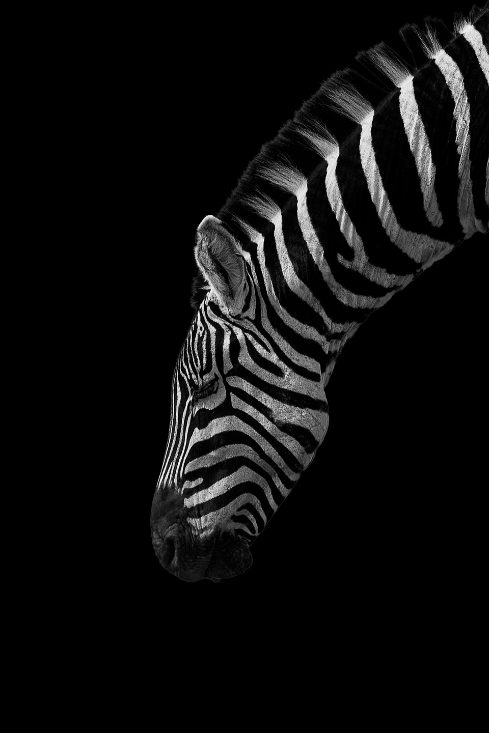 Bestil online. [Black And White Stripes Af Mikkel Beiter]. Stort udvalg til rådighed