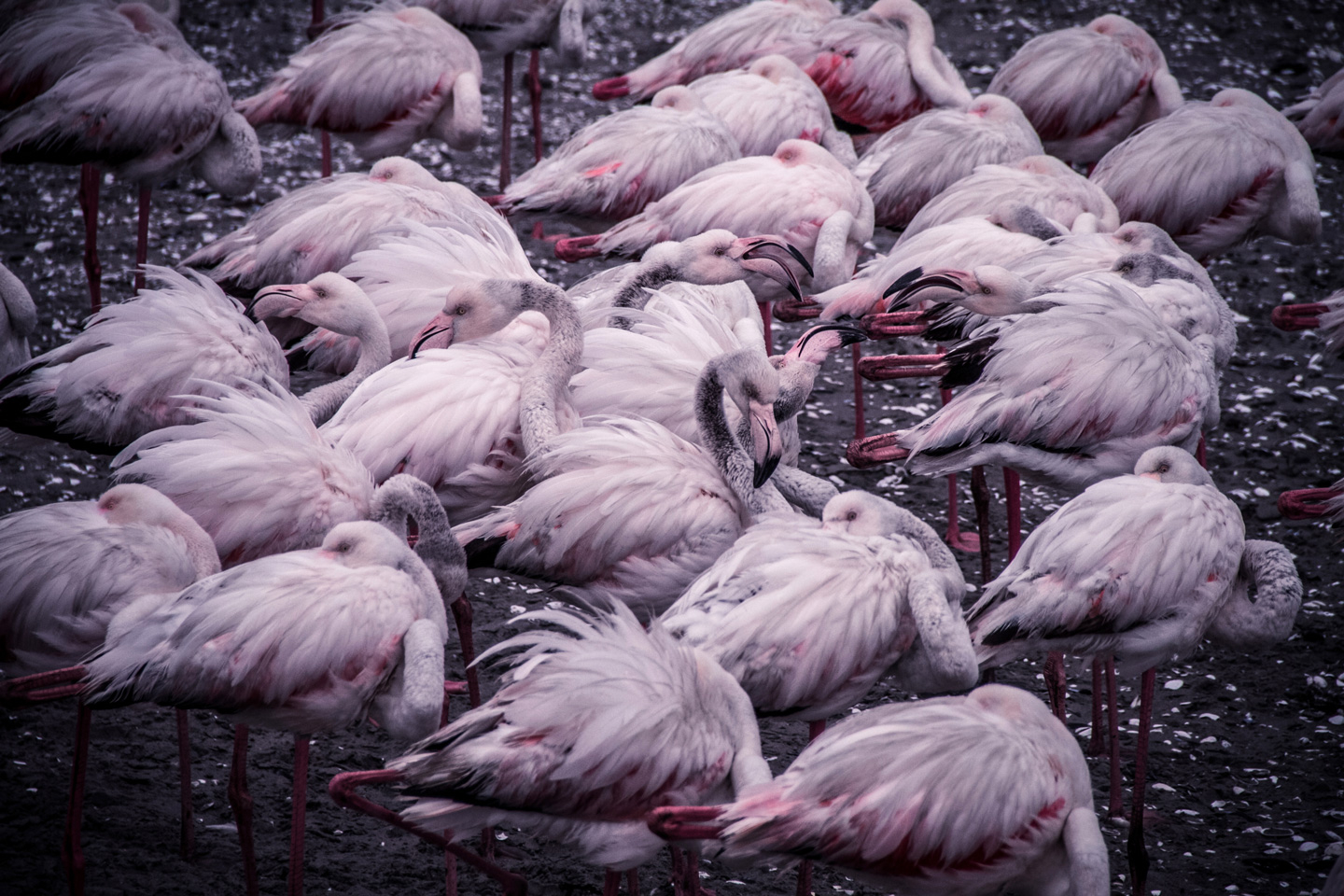 Gennemse vores udvalg. [Flamingo Cluster Af Mikkel Beiter]. Gennemse vores lagerbeholdning