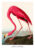 The Pink Flamingo Af Plakatwerket