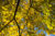 Yellow Maple Af Kirsten Stigsgaard